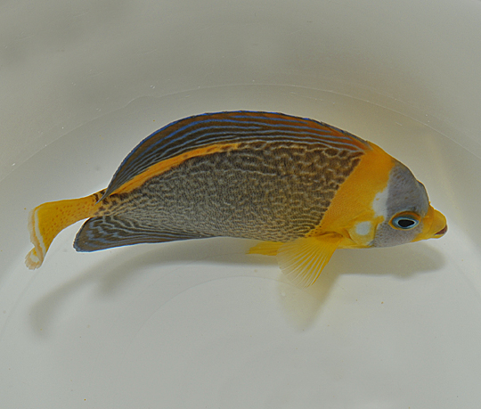 Chaetodontoplus duboulayi (female)