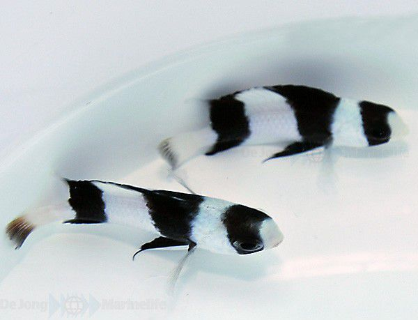 Chrysiptera tricincta (Vanuatu)