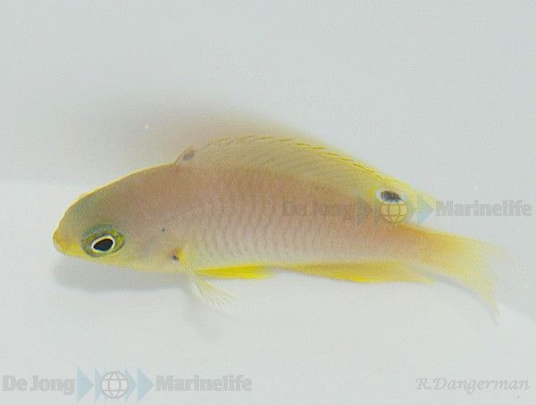 Pomacentrus amboinensis