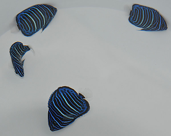 Pomacanthus annularis (Juvenile)