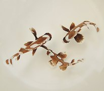 Plectorhinchus chaetodonoides