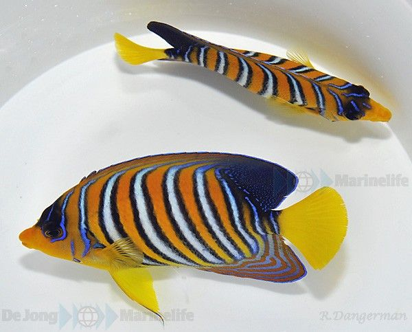 Pygoplites diacanthus (Red Sea)