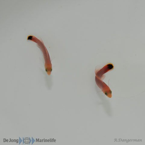 Pseudochromis elongatus