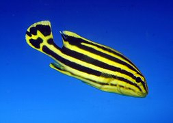 Plectorhinchus gaterinus