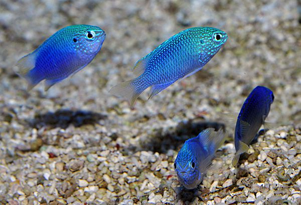 Pomacentrus pavo