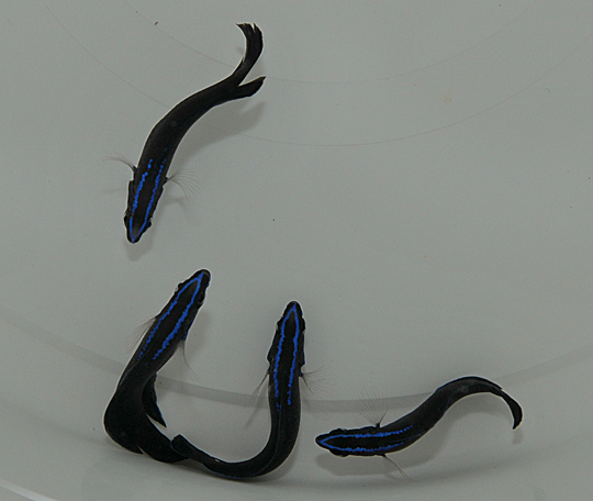 Pseudochromis springeri