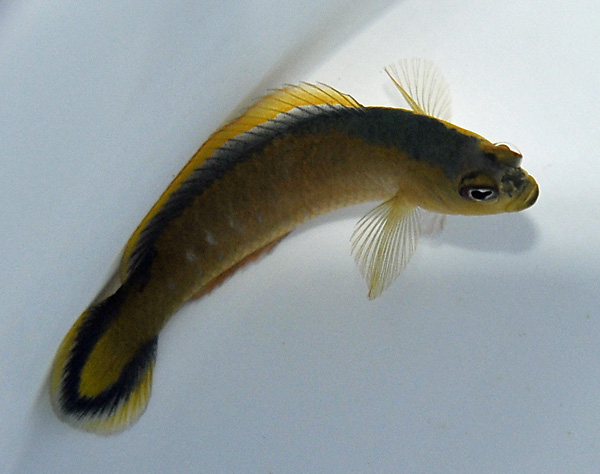 Pseudochromis tapeinosoma