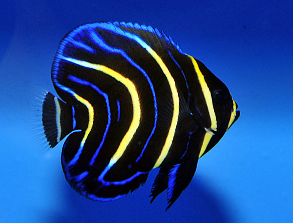Pomacanthus zonipectus