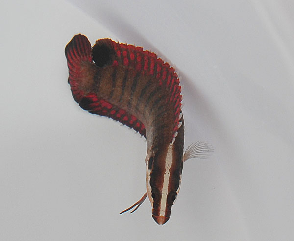 Belonepterygion fasciolatum