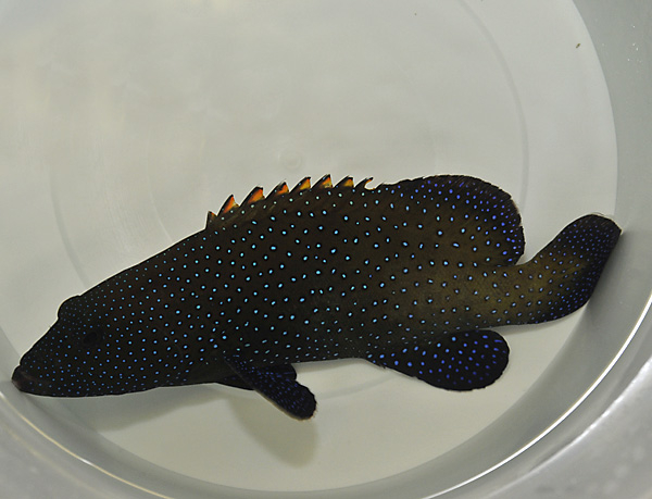 Cephalopholis argus