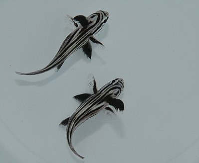 Equetus acuminatus