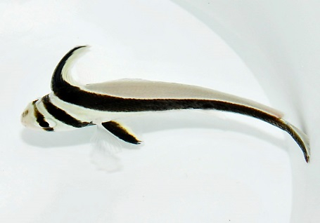 Equetus lanceolatus