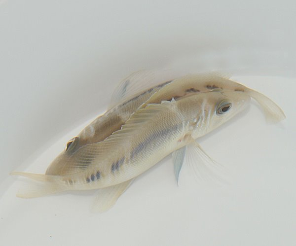 Hypoplectrus puella