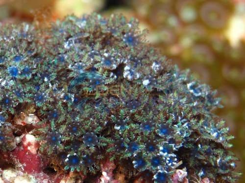 Alcyonium verseveldti (Blue)