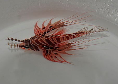 Pterois antennata