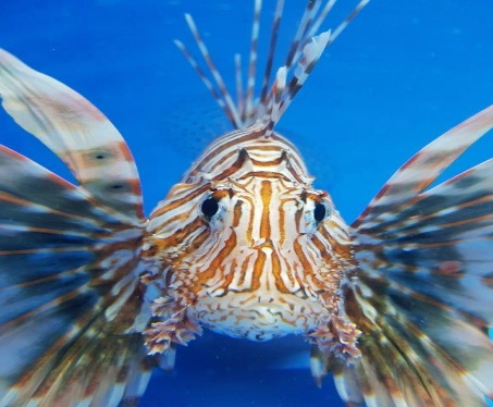 Pterois volitans