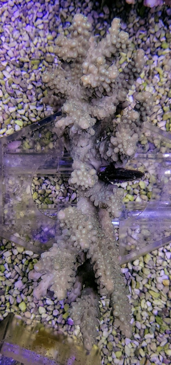 Acropora spp. (Cream)