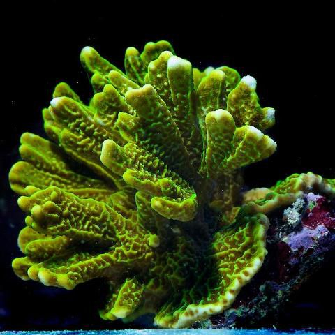 Montipora confusa