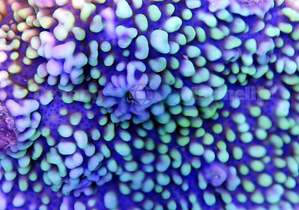 Montipora danae (Colored polyp)