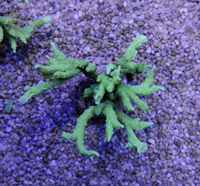 Montipora stellata