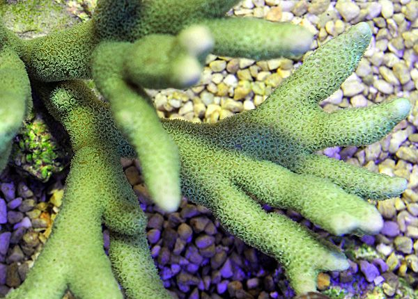 Montipora spp. (Branched Green)