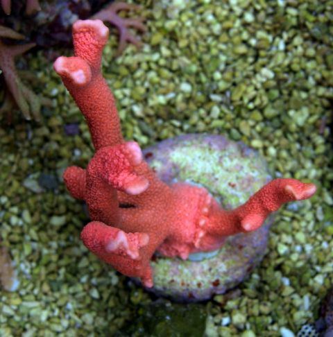 Montipora spp. (Branched Orange/Red)