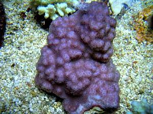 Montipora spp. (Encrusting Purple/Blue)