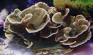 Montipora spp. (Laminar)