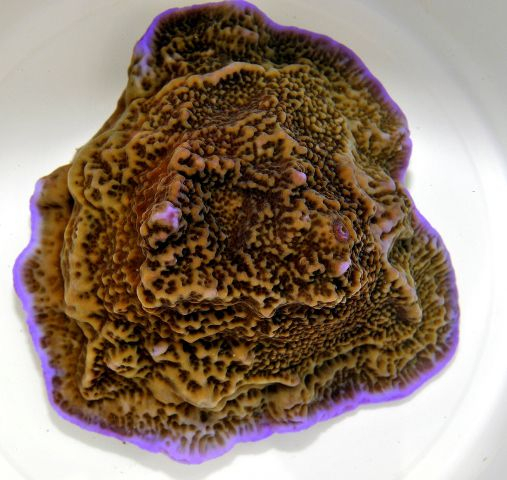 Montipora undata