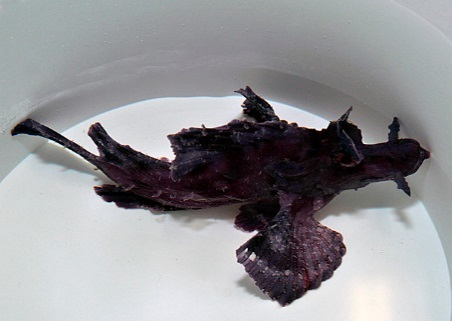 Rhinopias eschmeyeri (Purple)