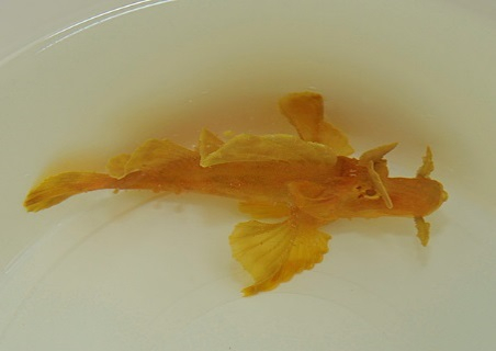 Rhinopias eschmeyeri (Yellow)