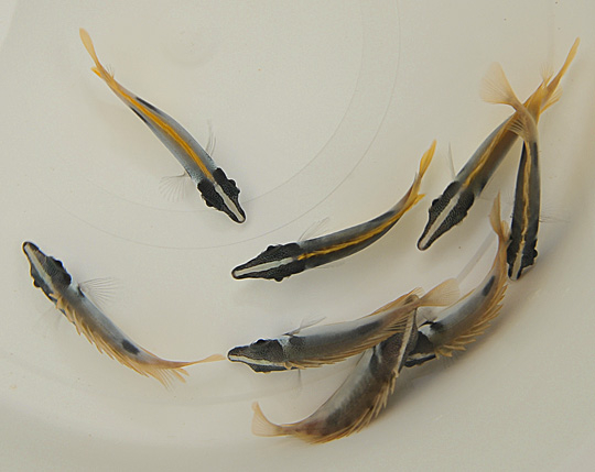 Siganus unimaculatus