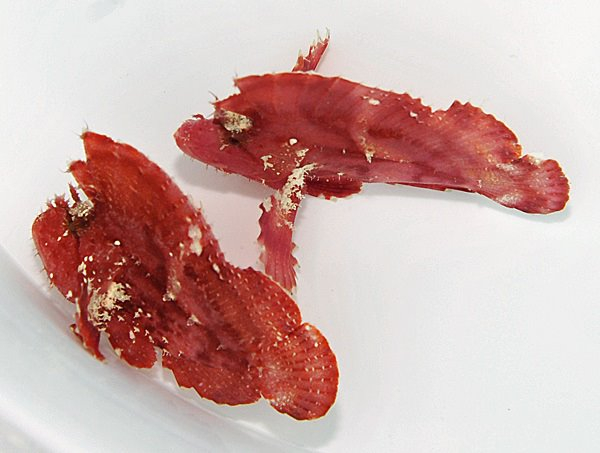 Taenianotus triacanthus (Pink/Red)