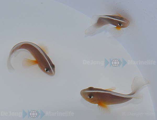 Amphiprion akallopisos - T.B.