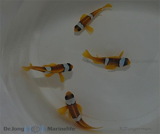 Amphiprion bicinctus - T.B.