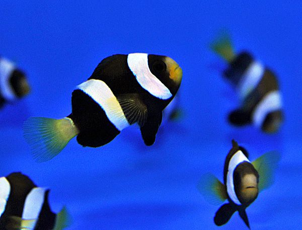 Amphiprion clarkii (Australia) - T.B.