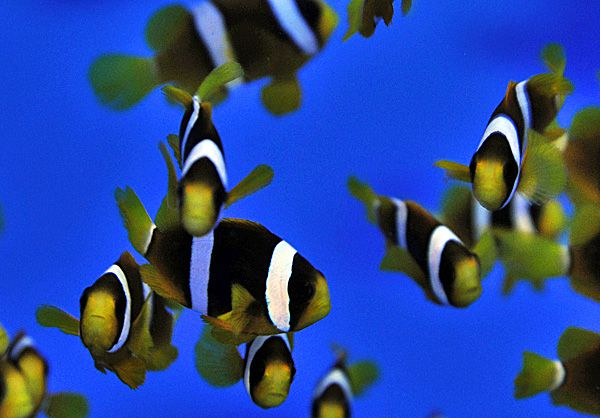 Amphiprion clarkii (Indian) - T.B.