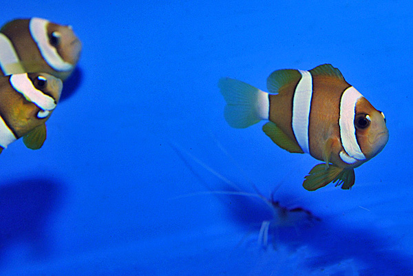 Amphiprion clarkii (pearl eye) - T.B.