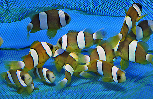 Amphiprion clarkii (Yellow) - T.B.