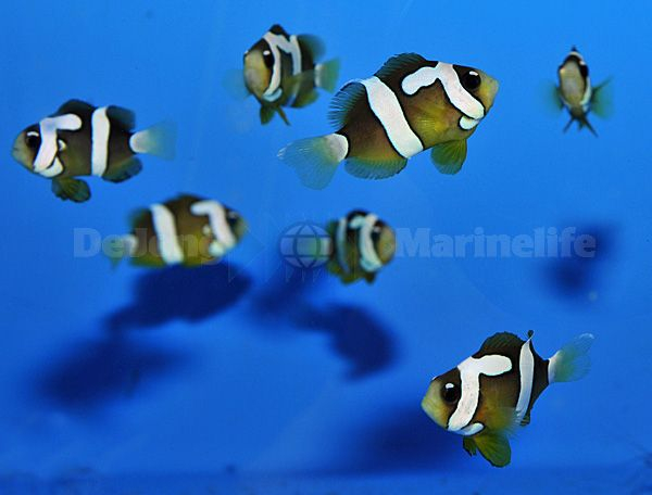 Amphiprion clarkii (Picasso) - T.B.