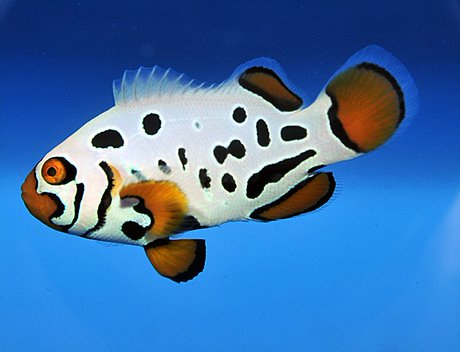 Amphiprion ocellaris frostbite chilled (pair) - T.B.