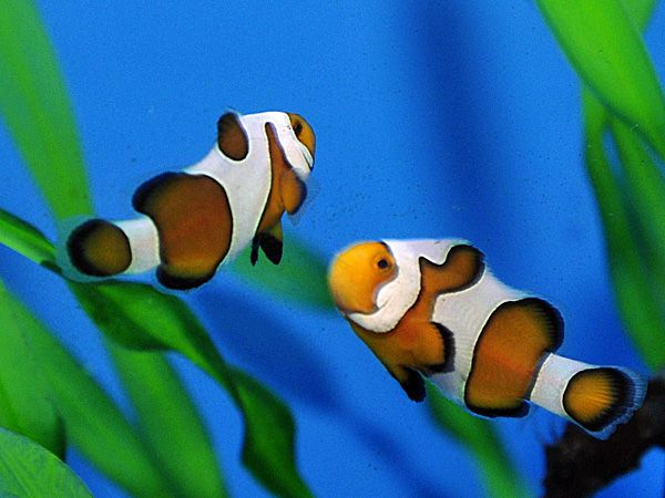 Amphiprion ocellaris gladiator (pair) - T.B.