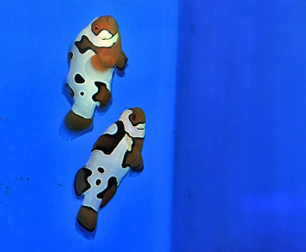 Amphiprion percula helmet picasso (pair) - T.B.