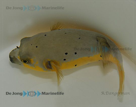 Arothron nigropunctatus (Yellow phase)