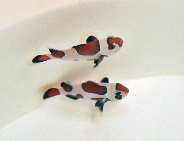 Amphiprion ocellaris black storm (pair) - T.B.