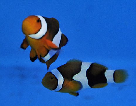 Amphiprion percula (Black) - T.B.