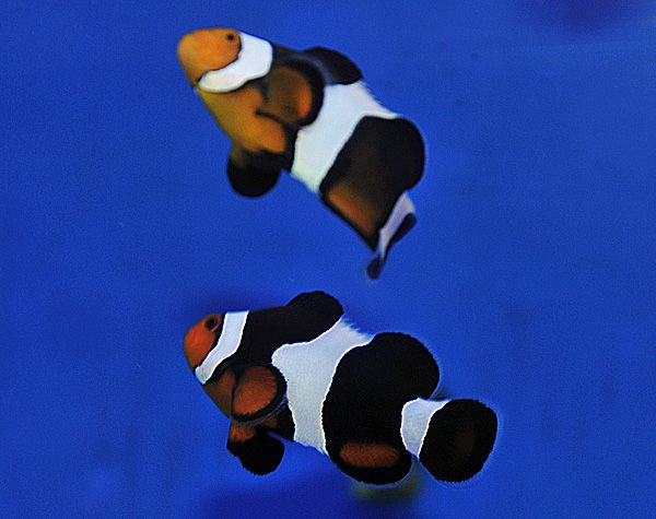 Amphiprion ocellaris photon (pair) - T.B.