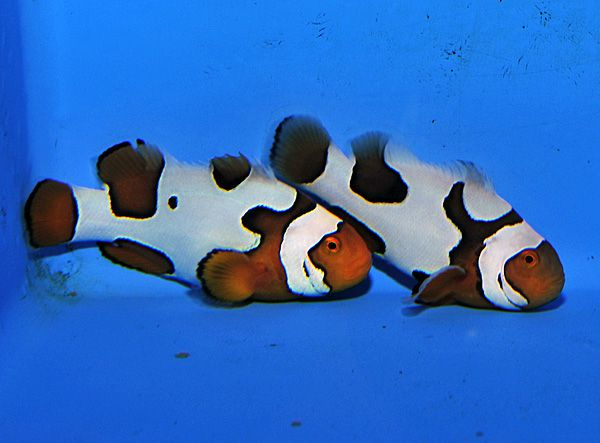 Amphiprion percula picasso - T.B.