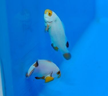 Amphiprion percula platinum - T.B.