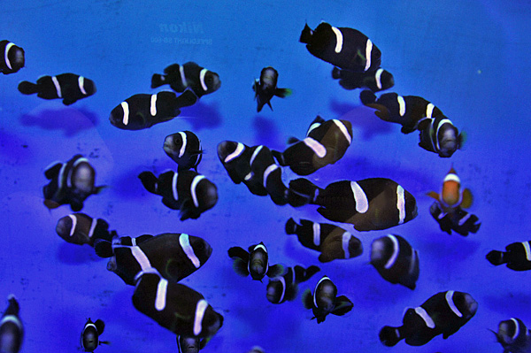 Amphiprion polymnus (Black) - T.B.